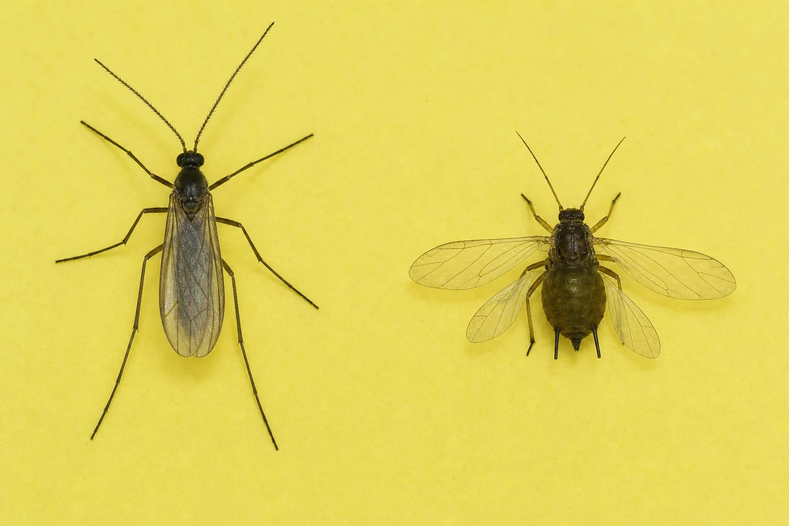 Fungus gnat beside a winged root aphid