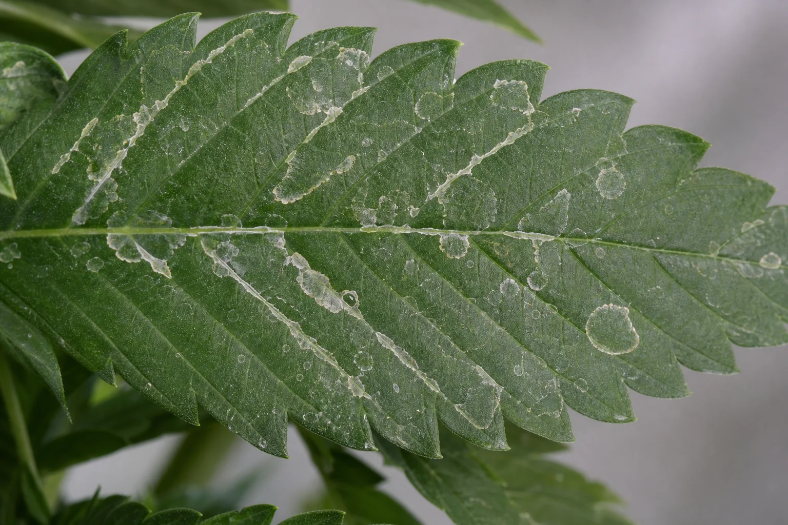 Dried spray residue, not powdery mildew