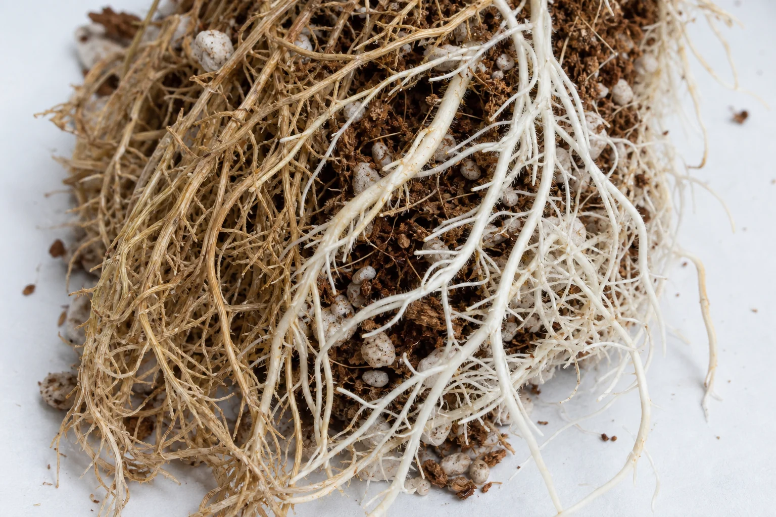 Root stress with no pathogen, which is not yet a diagnosis
